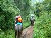 Elephant trekking in the pouring rain rainy season in Chiang Mai